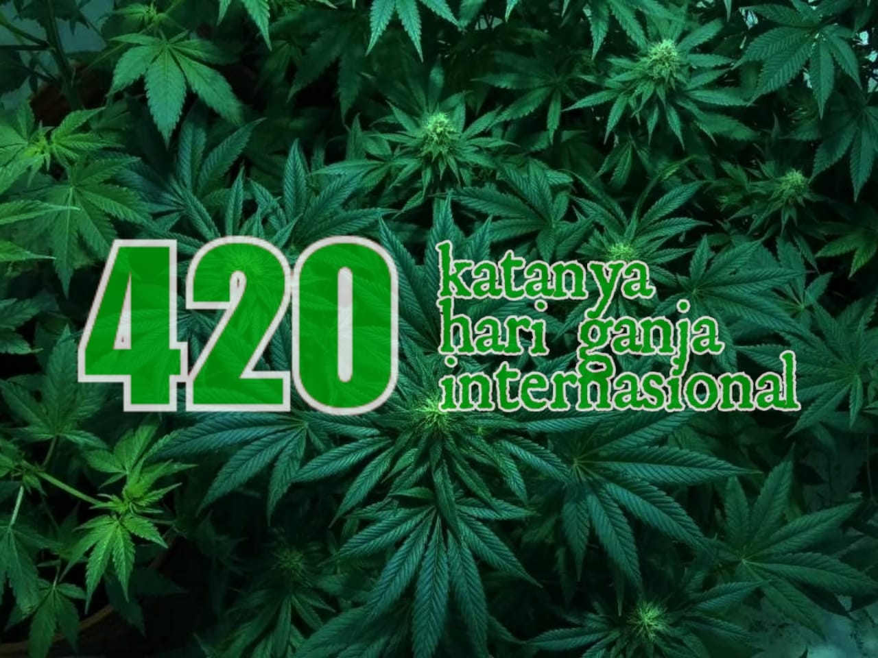 420 (katanya Hari Ganja Internasional)